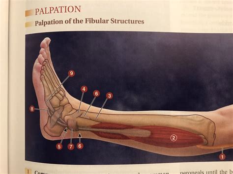 Palpation Of The Fibular Structures Diagram Quizlet