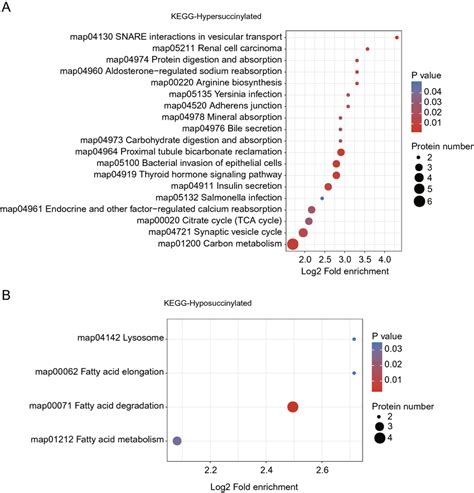 Kegg Pathway Analysis Of The Differentially Succinylated Proteins In