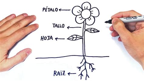 Partes De Una Flor Completa Y Sus Funciones Compartir Flores