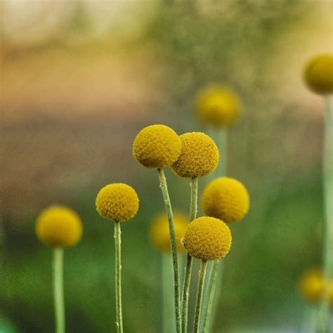 Billy Buttons Seeds Craspedia Globosa Seeds Flower Seeds 147 Rooted