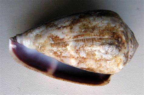 Conus ventricosus Gmelin 1791 SHELLS MUŠLE LASTURY