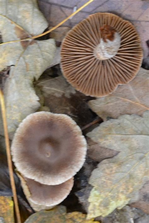 Cortinarius sect Brunnei from 294 01 Nová Ves u Bakova Bakov nad