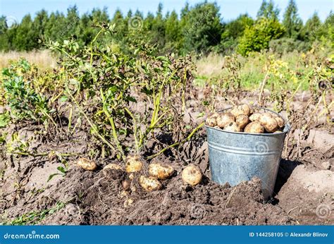 Vers Gegraven Organische Aardappels Van Nieuwe Oogst Stock Afbeelding