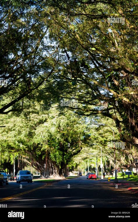 Banyan Tree Tunnell Drive Hilo Island Of Hawaii Stock Photo Alamy