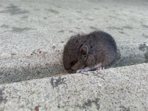 Found a baby field mouse in the driveway : aww