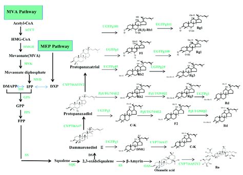 The Biosynthetic Pathways Of Ginsenosides Note The Two Pathways Are