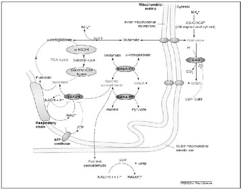 The γ Aminobutyric Aicdgaba Shunt Metabolic Pathway And Its