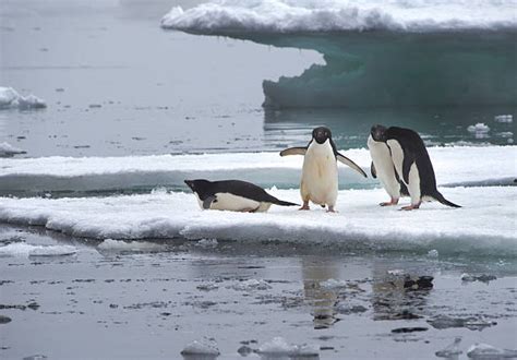 Ernest Shackleton South Pole Stock Photos, Pictures & Royalty-Free ...