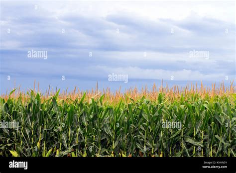 Corn Field Iowa Hi Res Stock Photography And Images Alamy