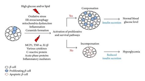 Beta Cells In Type 2 Diabetes