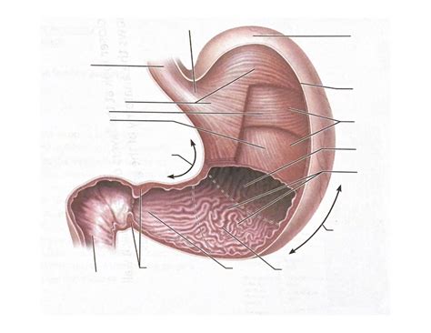 Anatomy Of The Stomach Diagram Quizlet