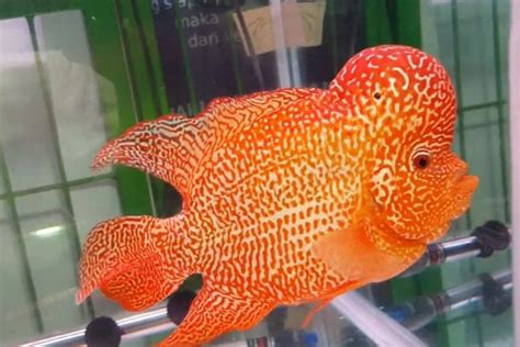 15 Gambar Ikan Yang Paling Mudah Ditiru Cocok Untuk Tugas Sekolah