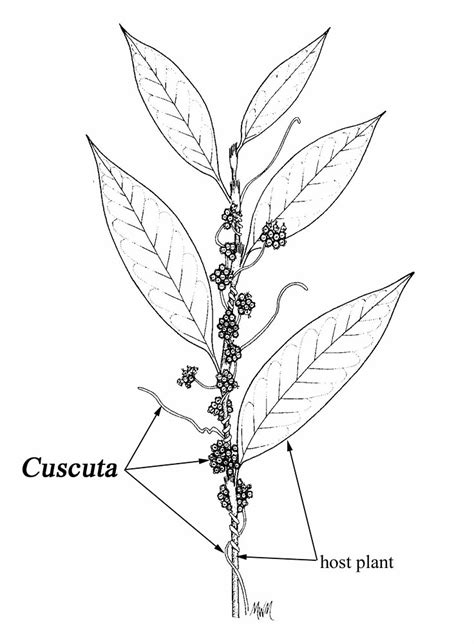 Cuscuta polygonorum (smartweed dodder): Go Botany