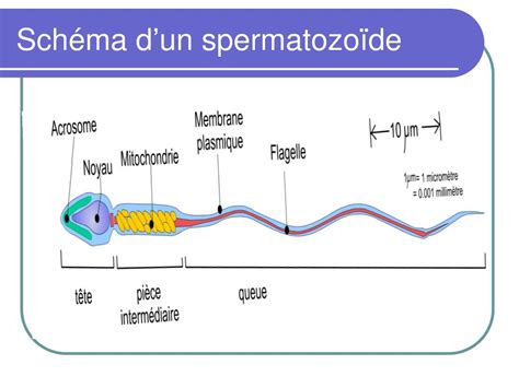 Ppt Physiologie De La Reproduction Chez Lhomme Powerpoint