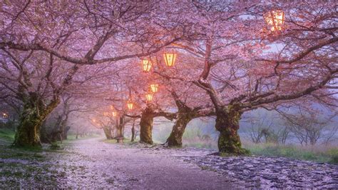 trees, Lanterns, cherry blossom, Japan, spring, flowers HD Wallpaper