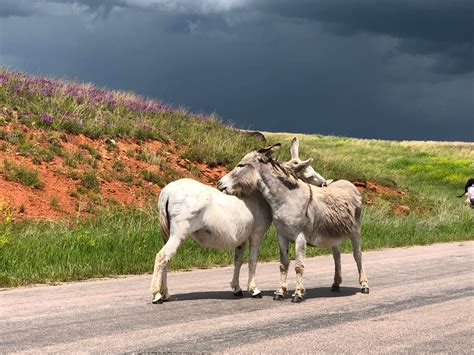 comanche park camping custer sd
