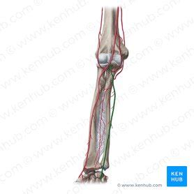 Ulnar artery: Branches, definition, clinical notes | Kenhub