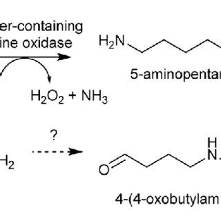 PDF The Scaffold Forming Steps Of Plant Alkaloid Biosynthesis