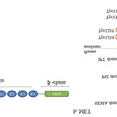 structures  hgf    met  hgf hepatocyte growth factor
