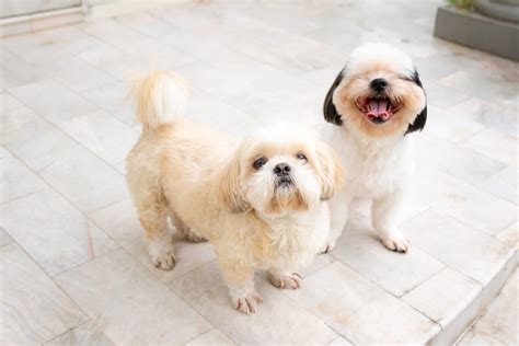 Shih Tzu Weight Chart What To Expect From Your Dog Or Puppy Raised