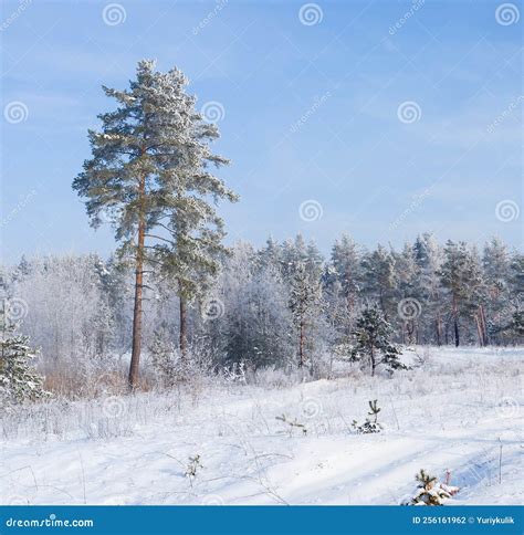 Pine Tree Forest Covered by Snow Stock Photo - Image of panoramic, freezing: 256161962