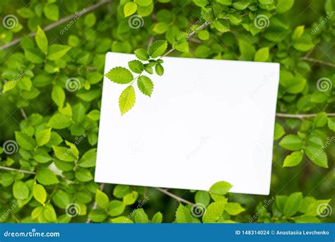 Maqueta De La Tarjeta De Papel En Hojas Verdes Fondo Del Verano Con El