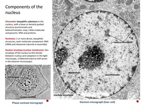 Nuclear Envelope Micrograph