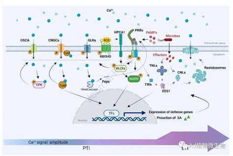 Molecular Plant 柴继杰团队详细综述植物免疫受体的结构、生化功能和信号传导机制！ 知乎