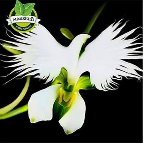 Japanese Radiata Seeds White Egret Orchid Seeds World S Rare Orchid