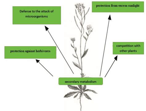 Introduction To Phytochemicals Secondary Metabolites From Plants With