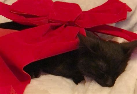 My Hamsomest Bombay | Now vs.Then : r/aww