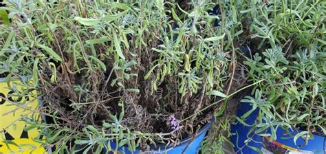 Why Are My Lavender Flowers Turning Brown Solutions The Garden Hows