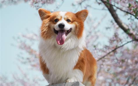 漂亮的可爱的柯基犬高清图片桌面壁纸 2 配图网