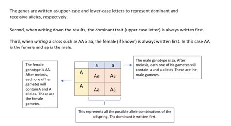 Solved Exercise 2 Simple Mendelian Problem Solving