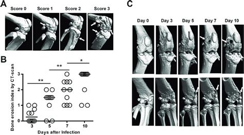 Micro CT Scan Is Useful To Monitoring The Progression Of Bone