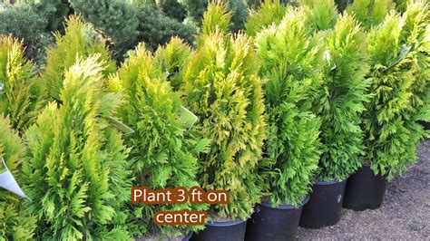 A Bright Yellow Deer Resistant Arborvitae Forever Goldy Arborvitae