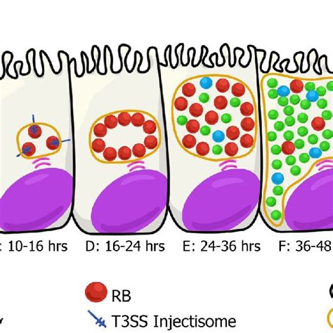 Chlamydia trachomatis life cycle | Download Scientific Diagram