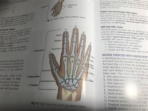 Upper Limb Chapter 4 Flashcards Quizlet