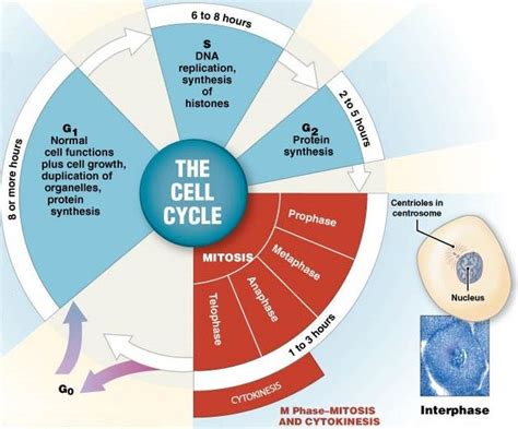 Stages Of A Cells Life Cycle Anatomy And Physiology Cell Cycle Human Anatomy And Physiology