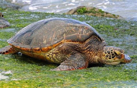 Curiosidades Sobre A Tartaruga Marinha LIBRAIN