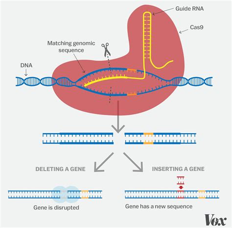 Funnyandamazing Picsandfacts A Simple Guide To Crispr One Of The Biggest Science Stories Of The Decade