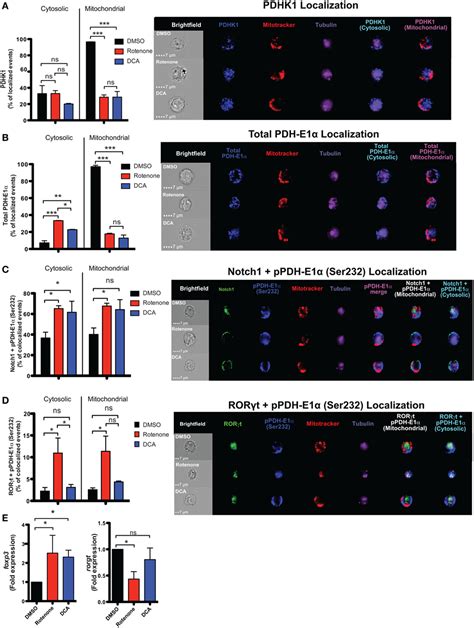 Frontiers Rotenone Treatment Reveals A Role For Electron Transport