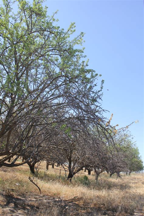 Drought and Tree Crops | West Coast Nut