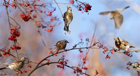 Arbres Fruitiers Les Astuces Pour Loigner Les Oiseaux