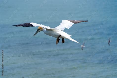 Atlantic Gannet Large White Seabird Flying Soaring And Gliding On A