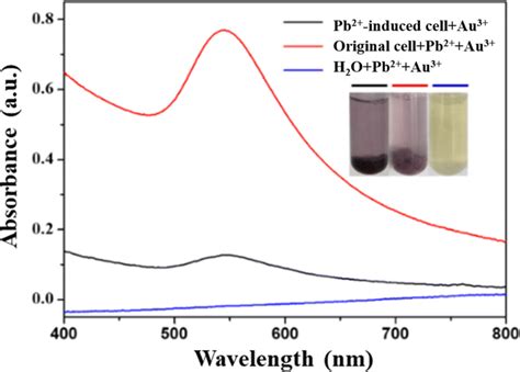 UVVis spectra of AuNPs synthesized by Pb² induced and un induced