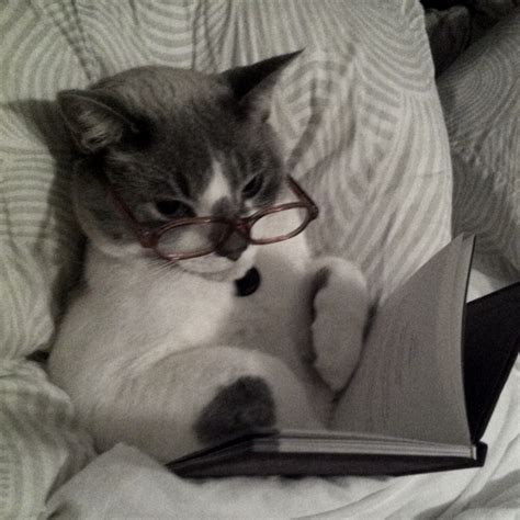 A Cat Wearing Glasses Reading A Book On A Bed