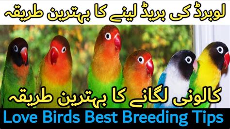 Lovebirds Breeding Tips Lovebirds Progress Love Birds Colony