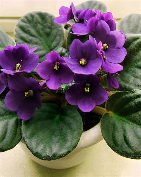 How To Grow African Violets From Leaves Dengarden Home And Garden