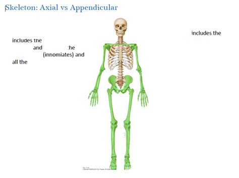 Skeleton Axial Vs Appendicular Diagram Quizlet